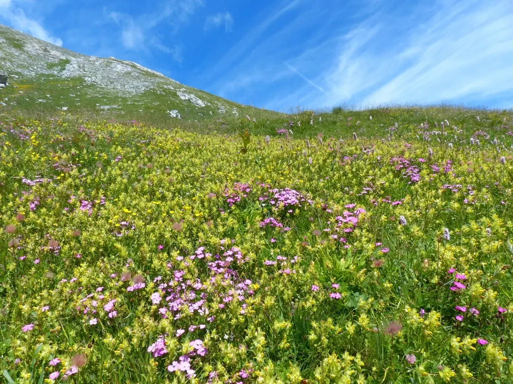 Alpage fleuri en été
