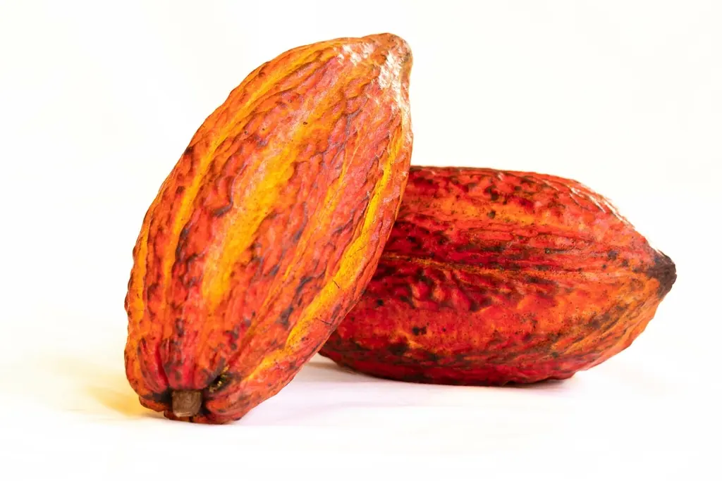 Cabosses de cacao rouges et orangées