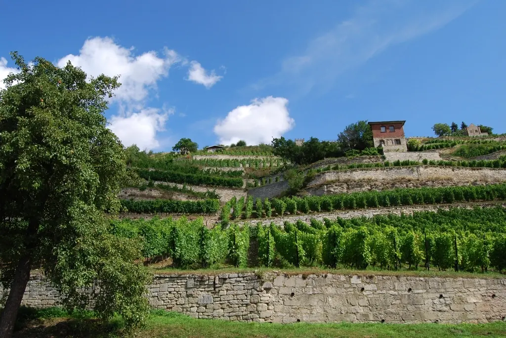 Vignes en terrasses soutenues par des murs de pierre