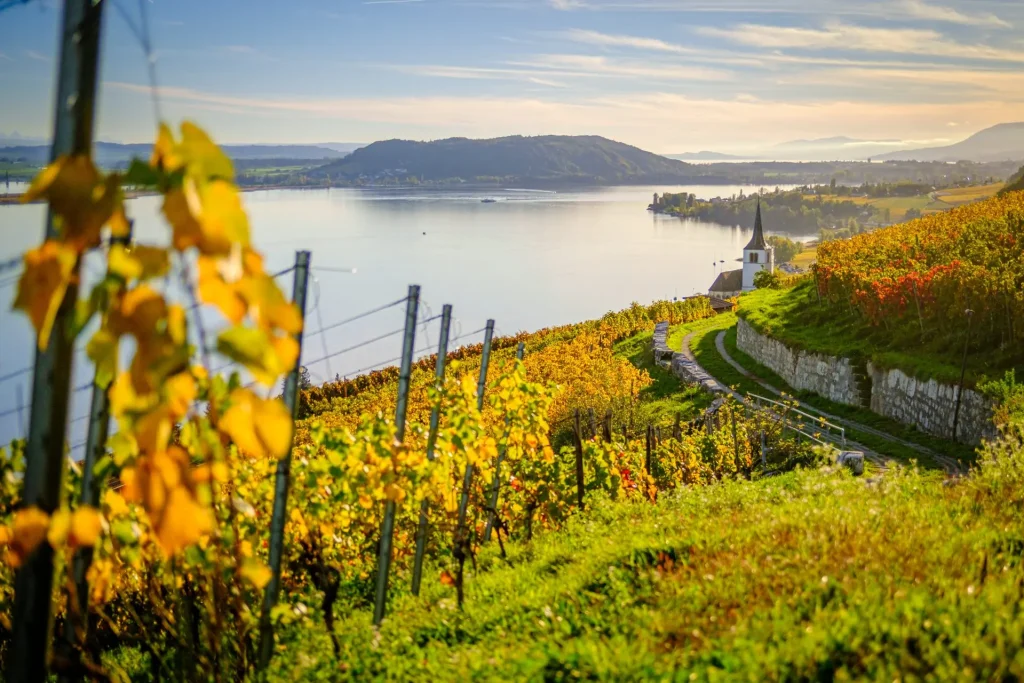 Clos des Sept Murets — domaine viticole en Lavaux